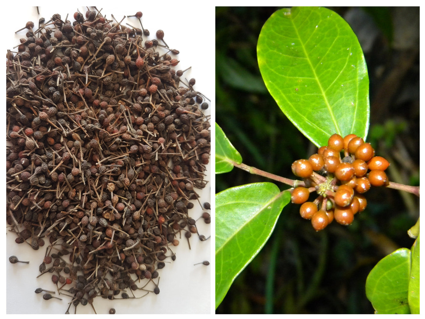 Poivre Sauvage de Madagascar - Bocal 200g